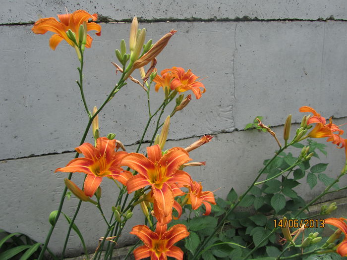 Hemerocallis (2013) - Crini