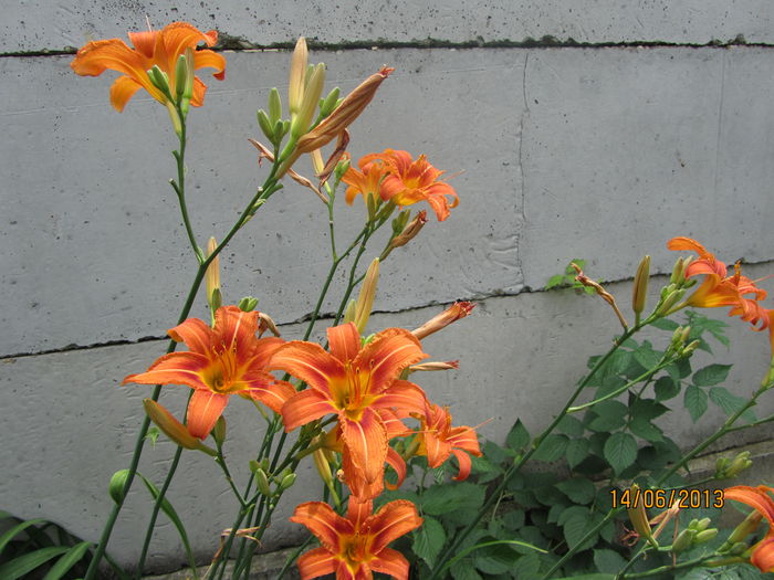 Hemerocallis (2013)