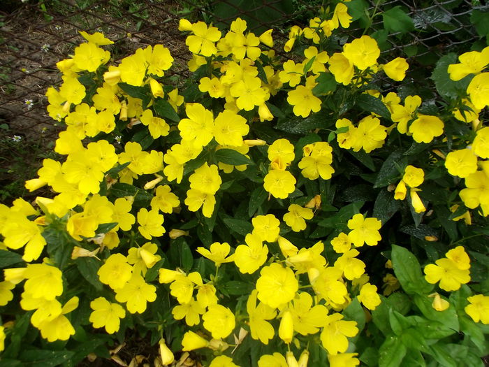 oenothera - flori