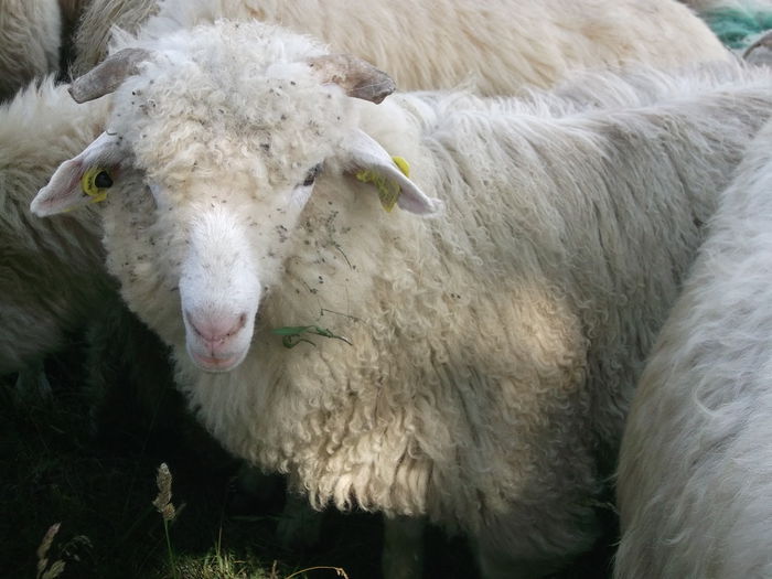 Picture 342 - Productia De Miei 2014