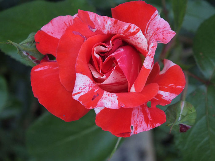 20.06.2014b - Trandafir Florov nr 12 - posibil Philatelie