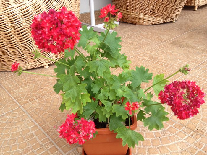 Pixie Rose - 00-Muscate