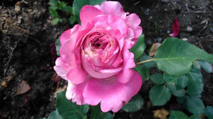 DSC_0125 - TRANDAFIRI 2014 II