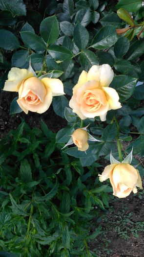 DSC_0127 - TRANDAFIRI 2014 II