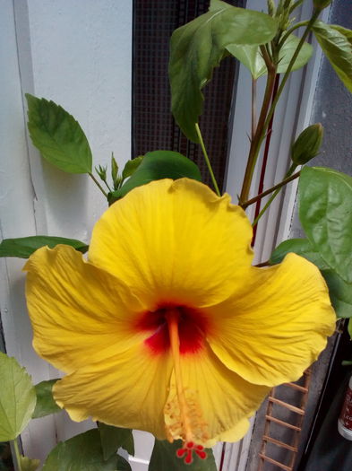 P_20140620_122609 - hibiscus