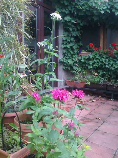 dupa ploaie - 0 gradina mea 2014