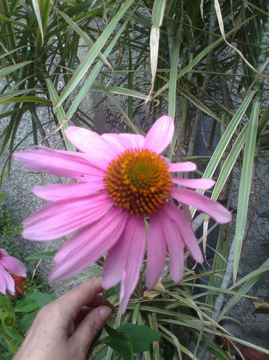 Fotografie3672 - 0 gradina mea 2014