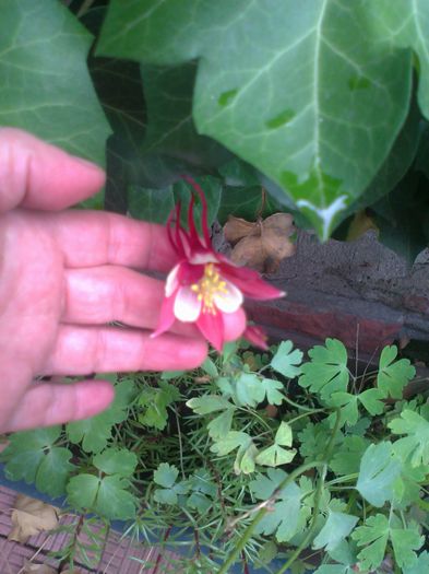 inca o aquilegia - 0 gradina mea 2014