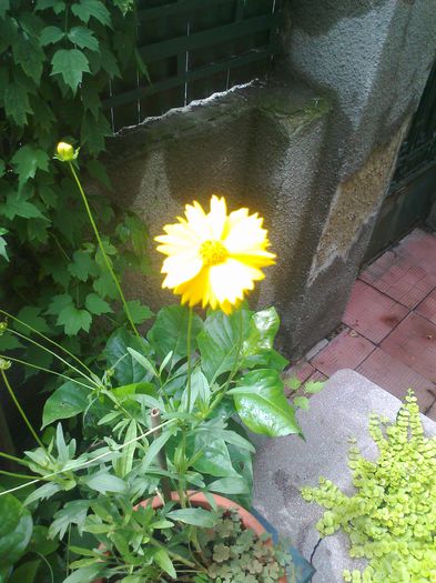 Fotografie3675 - 0 gradina mea 2014