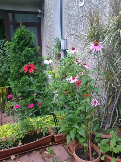 monarda si echinacee - 0 gradina mea 2014