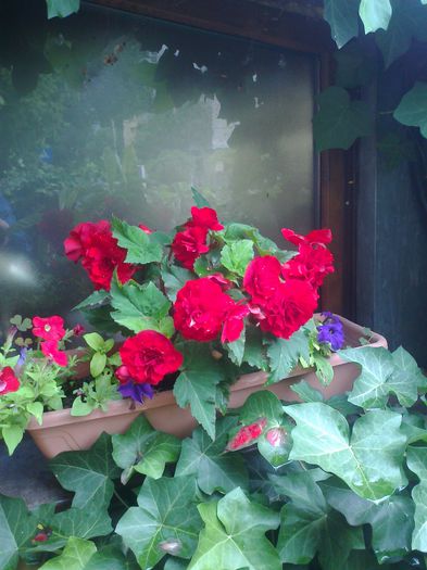 Fotografie3678 - 0 gradina mea 2014