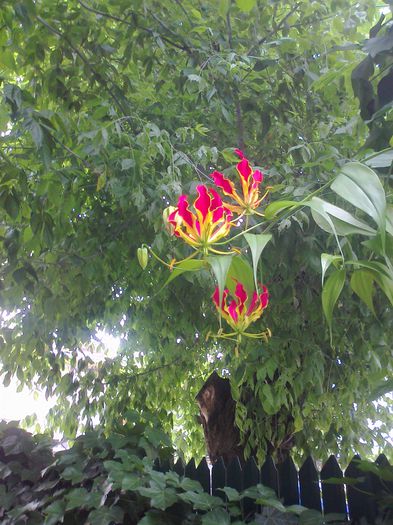 Fotografie3682 - 0 gradina mea 2014