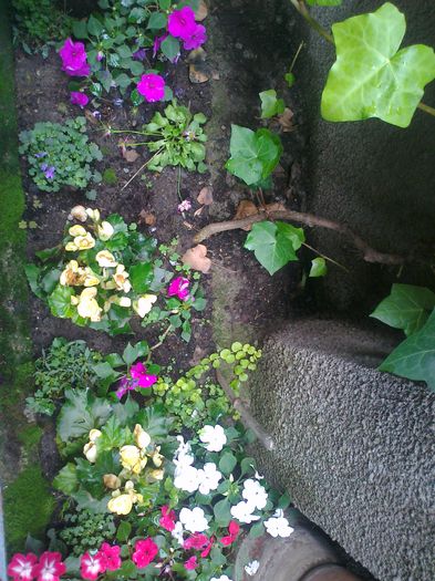 Fotografie3684 - 0 gradina mea 2014