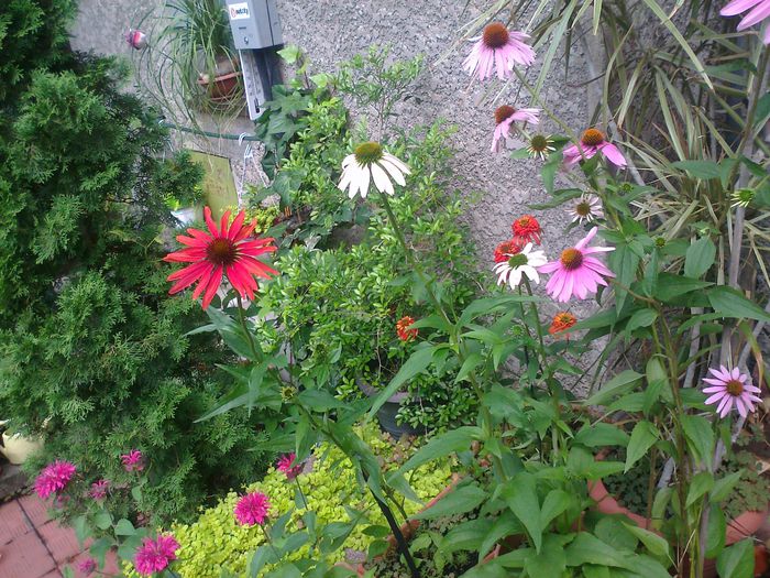 Fotografie3676 - 0 gradina mea 2014