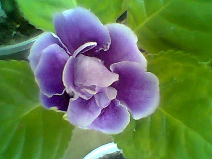 Alegro purple