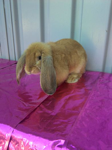 IMG_20140521_164148 - MASCUL 1 GALBEN - LOVER