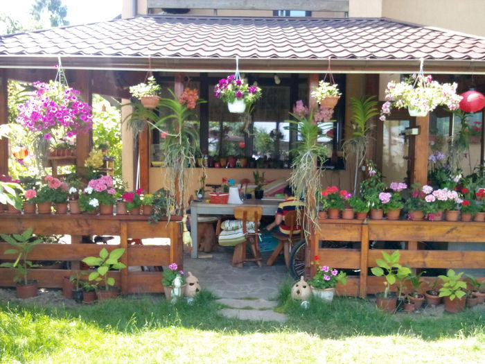 IMG_20140619_132328 - Florile mele 2014