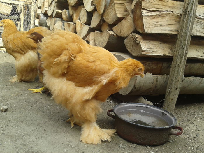 2014-06-18 16.53.31 - seria I