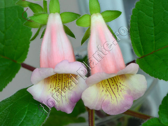 Sinningia HCY s Perfumer - GLOXINIA _ SINNINGIA__NEWS 2014