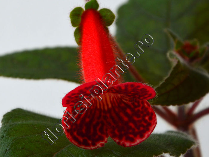 Kohleria Ulla (ni)