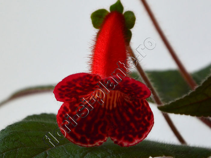 Kohleria Ulla (ni) - KOHLERIA II 2