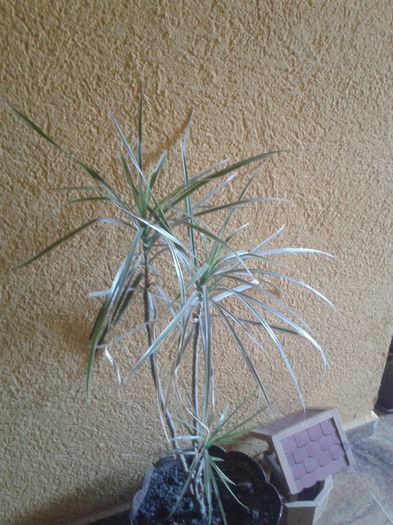 dracena - flori de camera