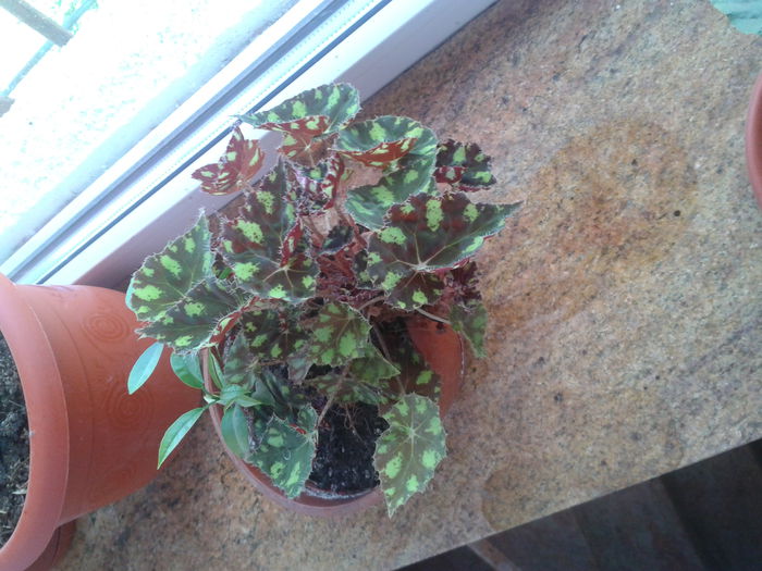 begonia rex