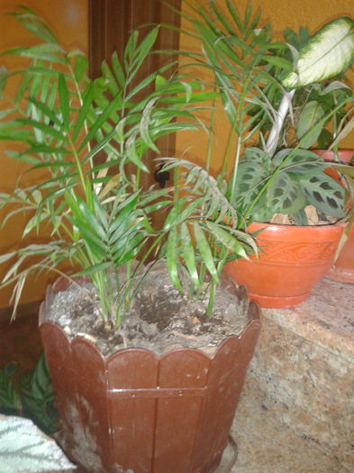 palmier areca