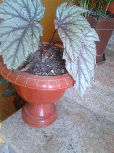 begonia rex