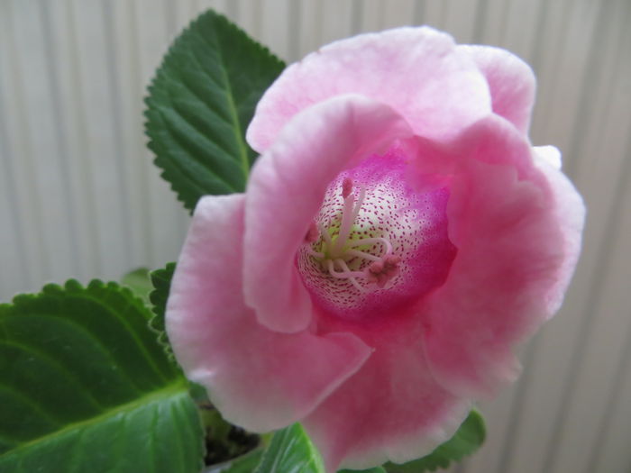 picotee pink (la prima floare/inflorire) - gloxinii 2014