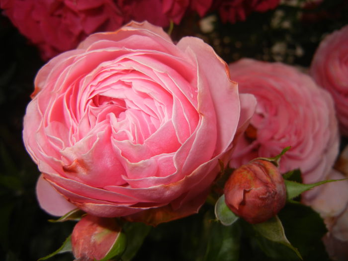 Rose Louise Odier (2014, June 04) - Rose Louise Odier