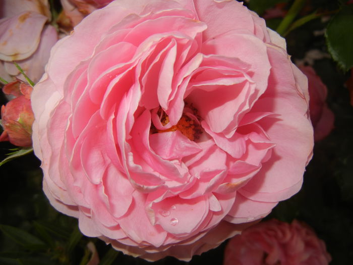 Rose Louise Odier (2014, June 04) - Rose Louise Odier