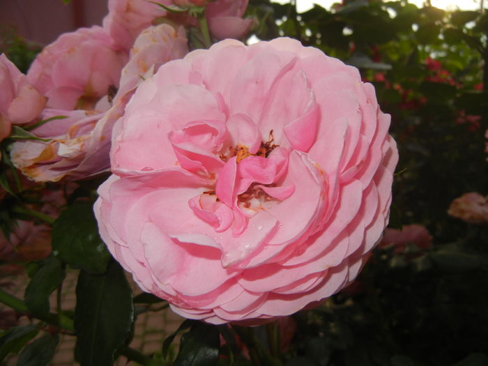 Rose Louise Odier (2014, June 04) - Rose Louise Odier