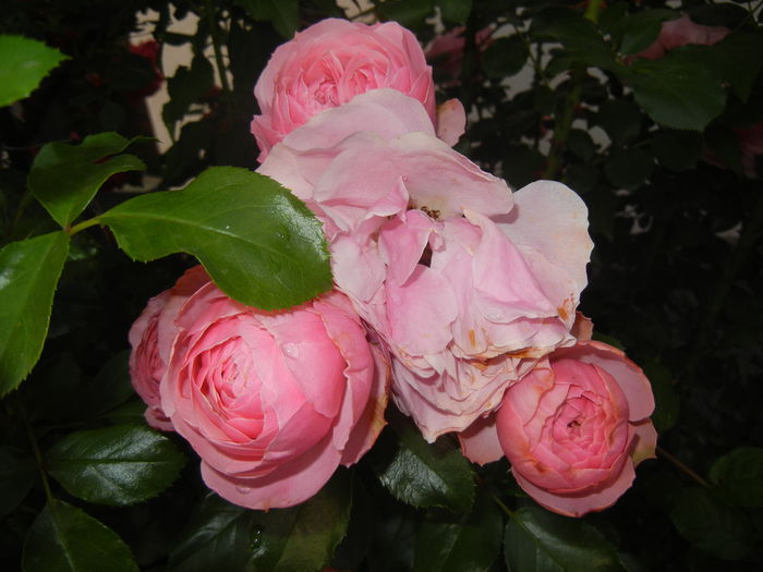Rose Louise Odier (2014, June 04) - Rose Louise Odier