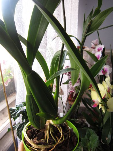 IMG_3268 - flori