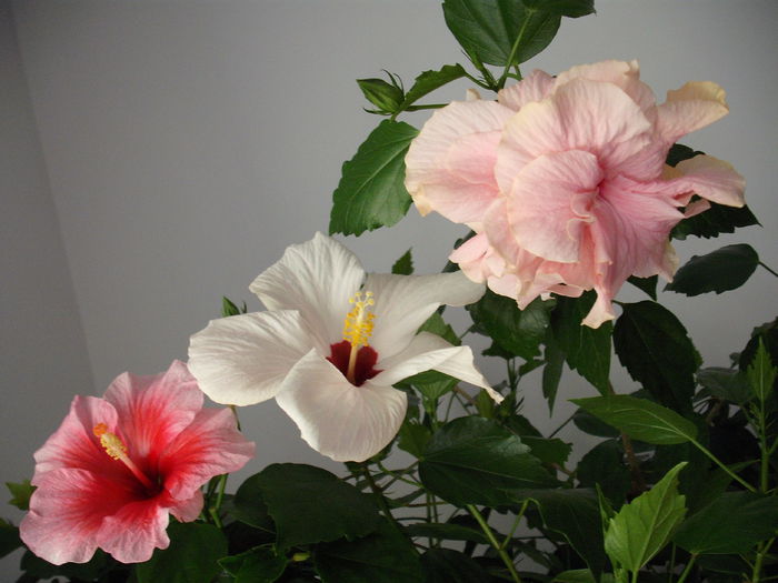 DSCF1308 - Copy - HIBISCUS