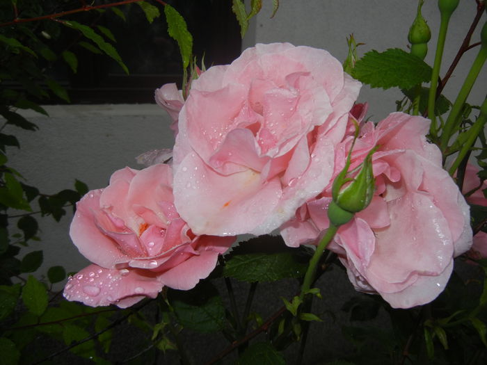 Rose Queen Elisabeth (2014, June 05)