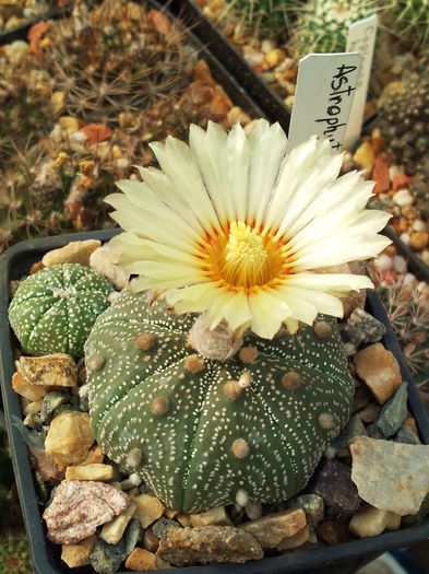 Astropytum asterias - Astrophytum asterias