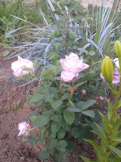 usor mov,nu albastru