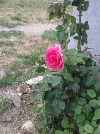 roz - trandafiri 2015