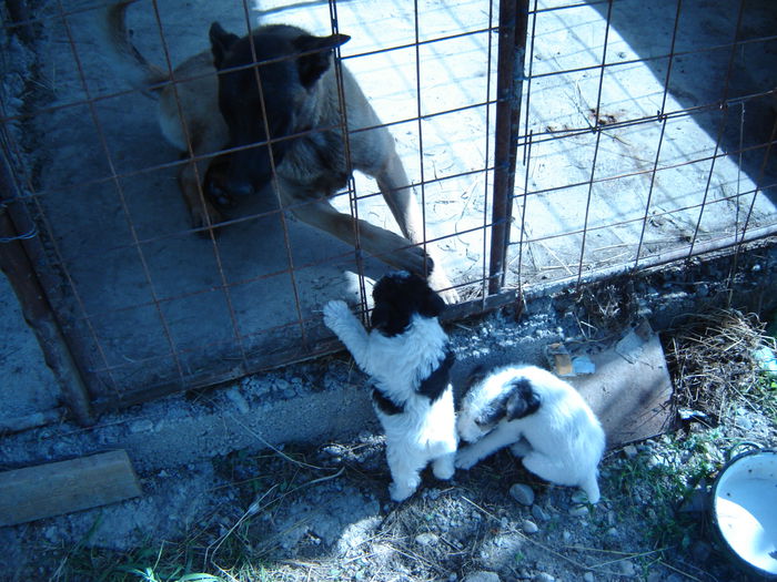 DSC08553 - malinois ciobanesc belgian