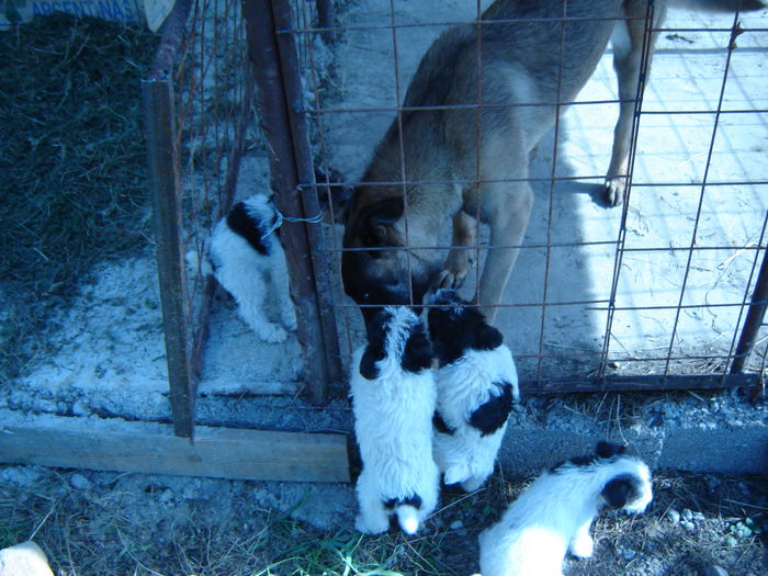 invadatorii - malinois ciobanesc belgian