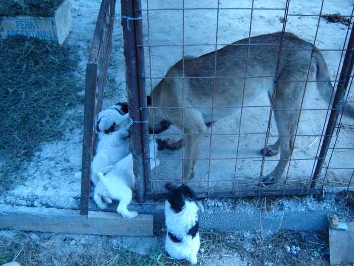 catelusa la 7 luni - malinois ciobanesc belgian