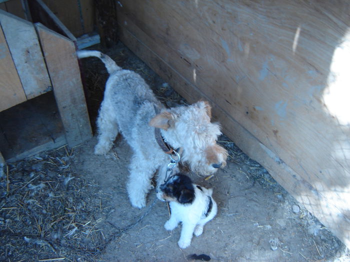 DSC08557 - Foxterrier