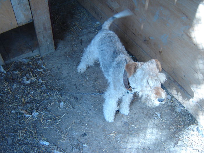 DSC08558 - Foxterrier