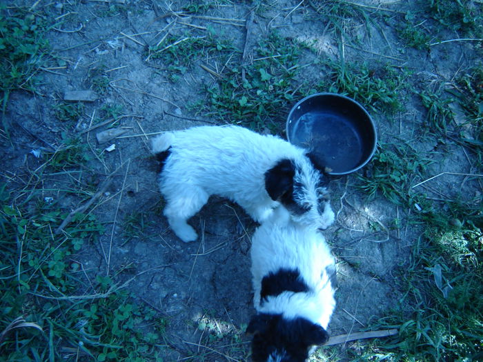 DSC08584 - Foxterrier