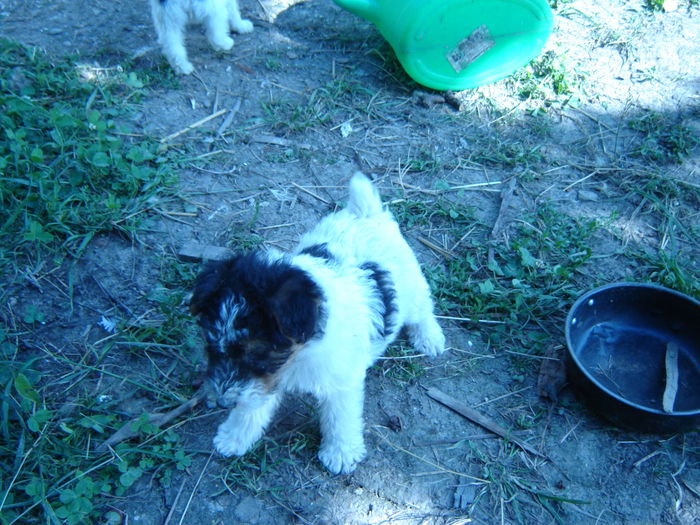 DSC08585 - Foxterrier