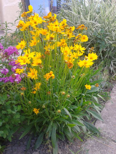 coreopsis,  galbene toata vara - flori de curte