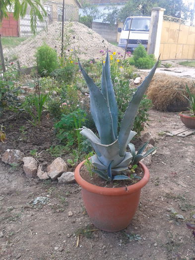 agave