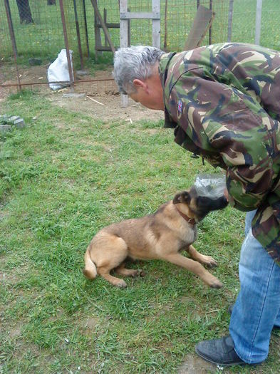 DSC01873 - malinois ciobanesc belgian